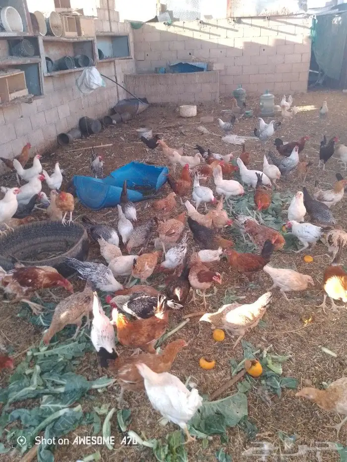 دجاج بلدي فيومي بياض محصن وممتاز 1