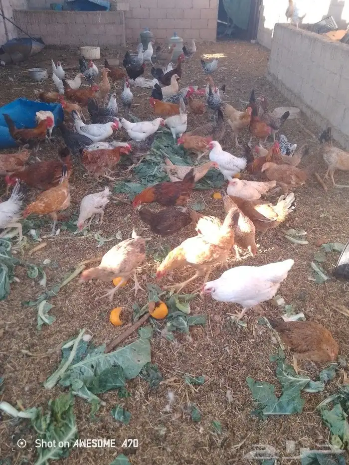 دجاج بلدي فيومي بياض محصن وممتاز 2