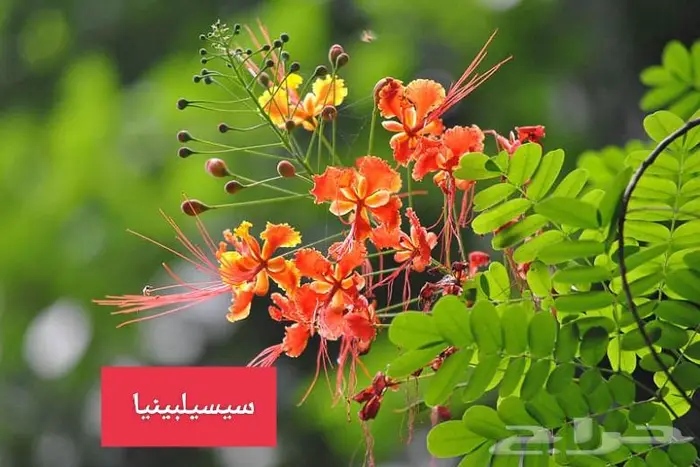 نباتات الزينة 2