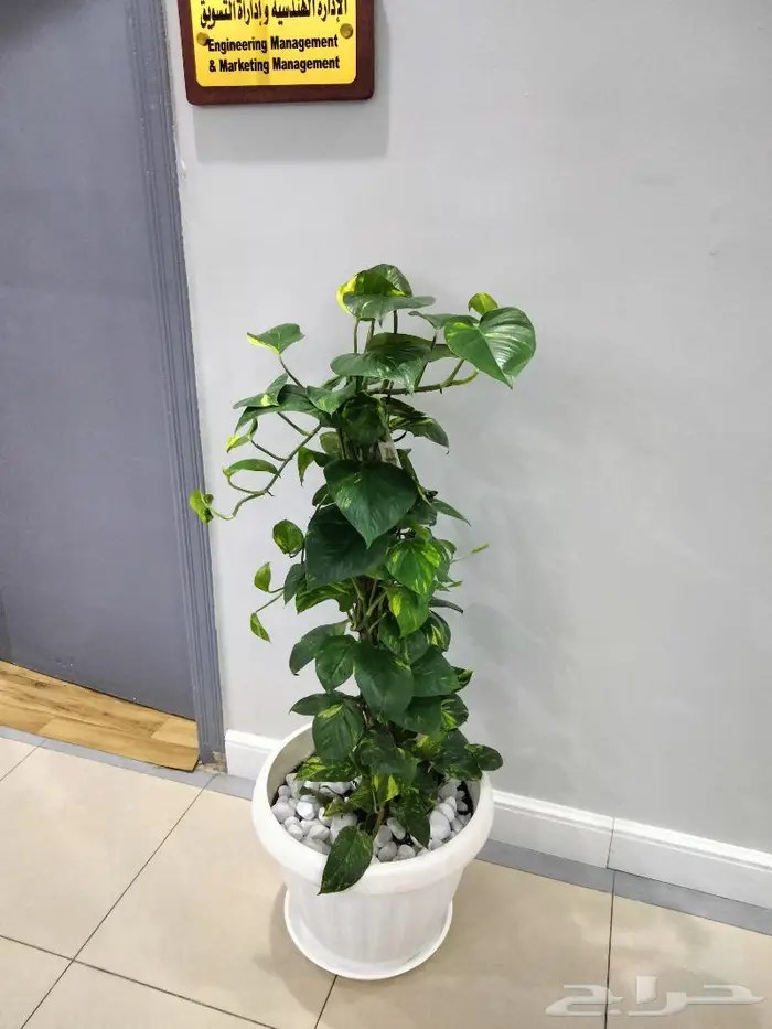 نباتات الزينة 8