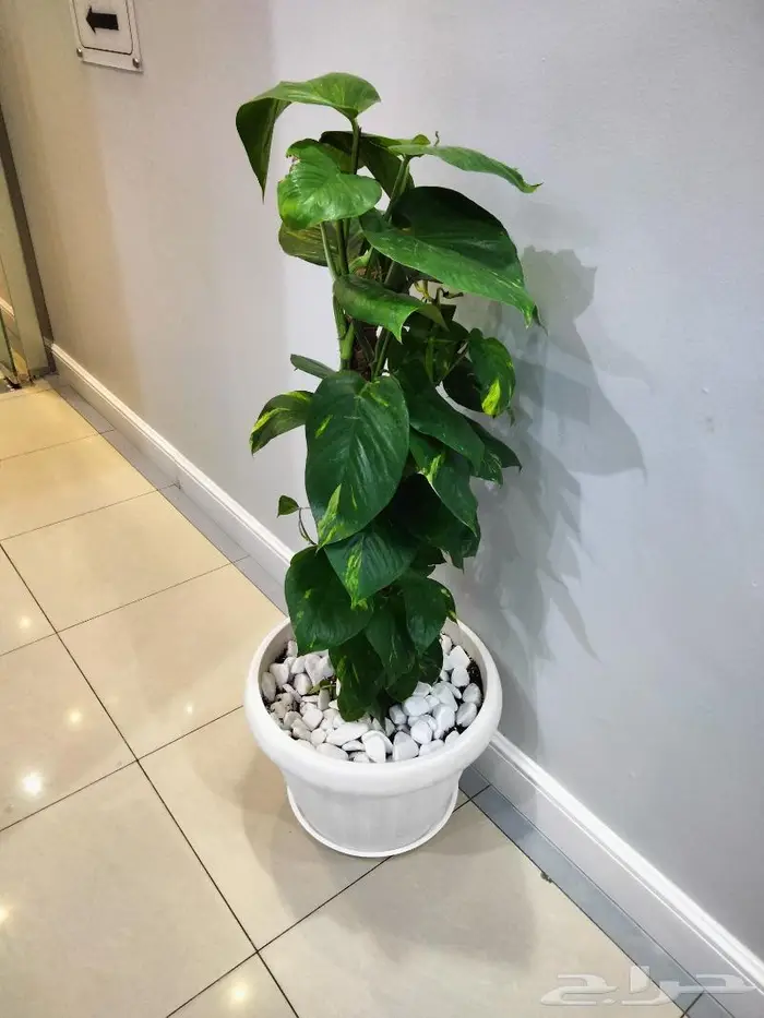 نباتات الزينة 13