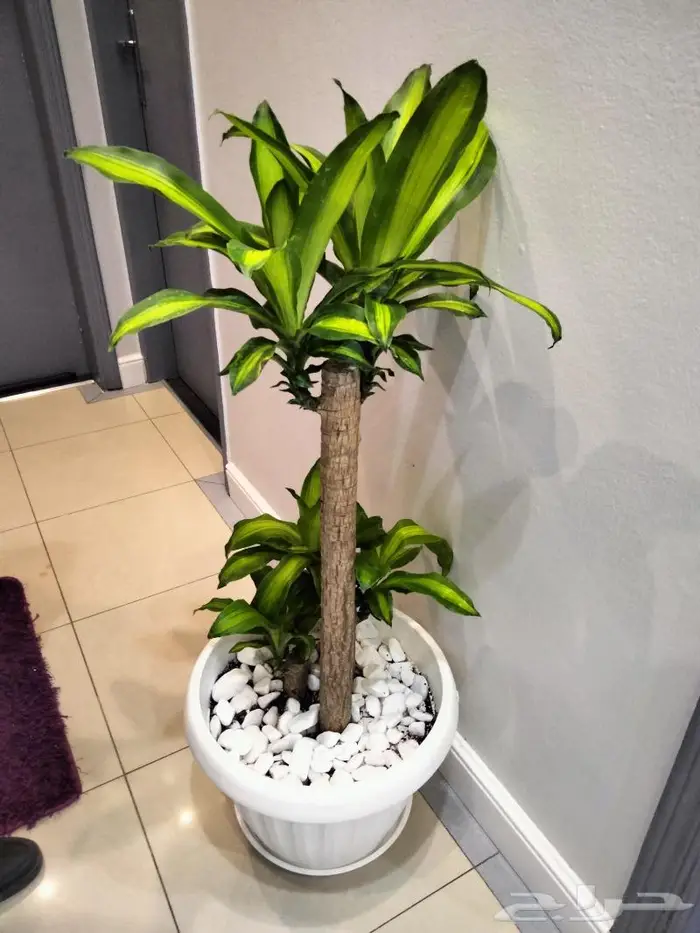 نباتات الزينة 14