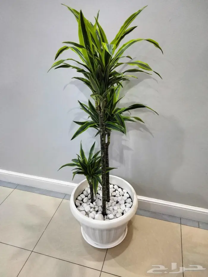نباتات الزينة 15