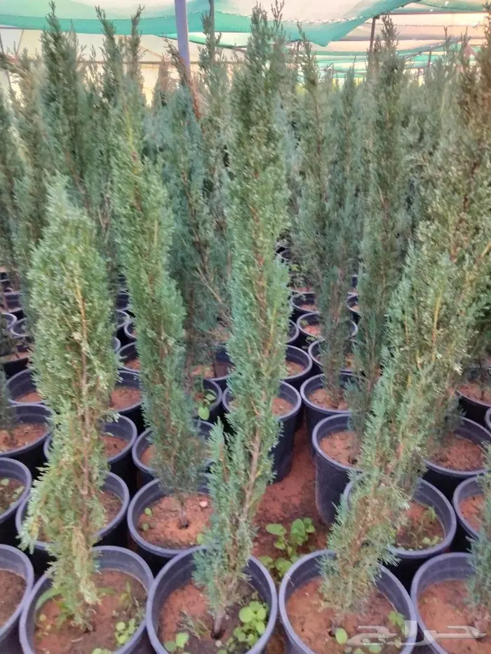 نباتات الزينة 16