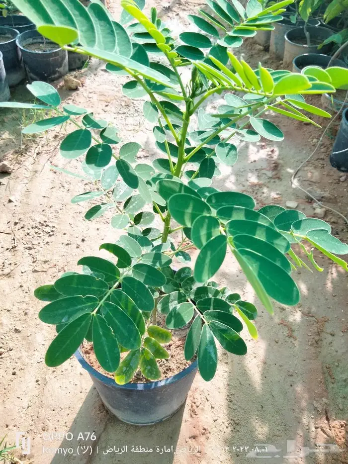 نباتات الزينة 21
