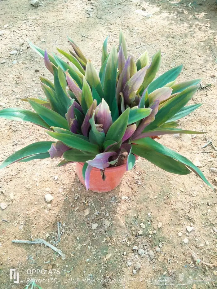 نباتات الزينة 23