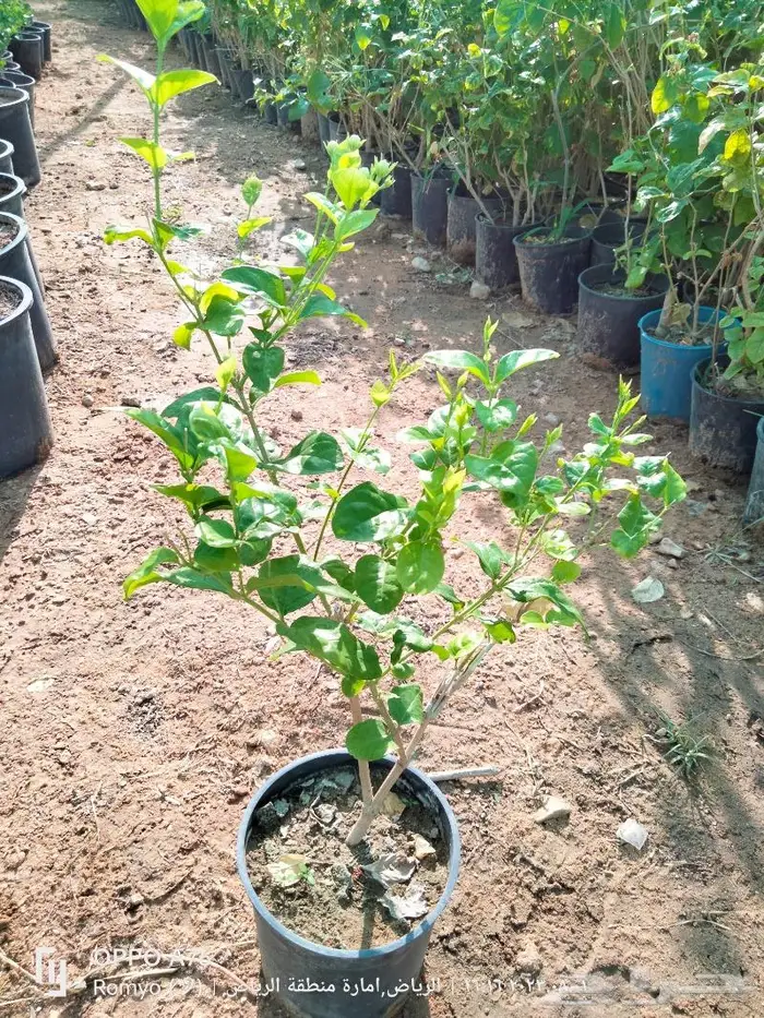 نباتات الزينة 24