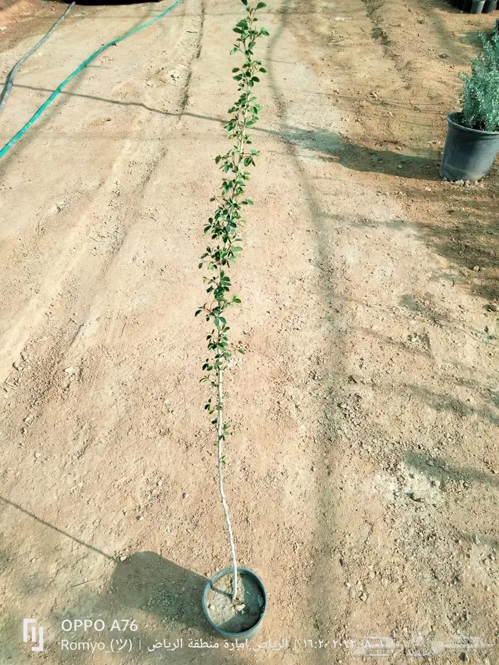 نباتات الزينة 25