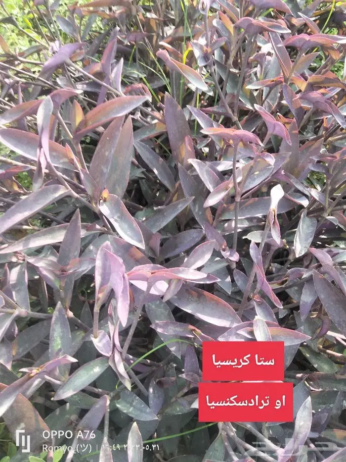 نباتات الزينة 26