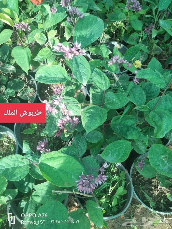 نباتات الزينة 29