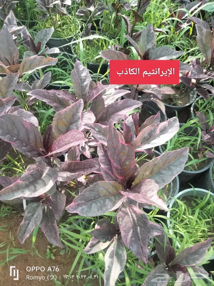 نباتات الزينة 30