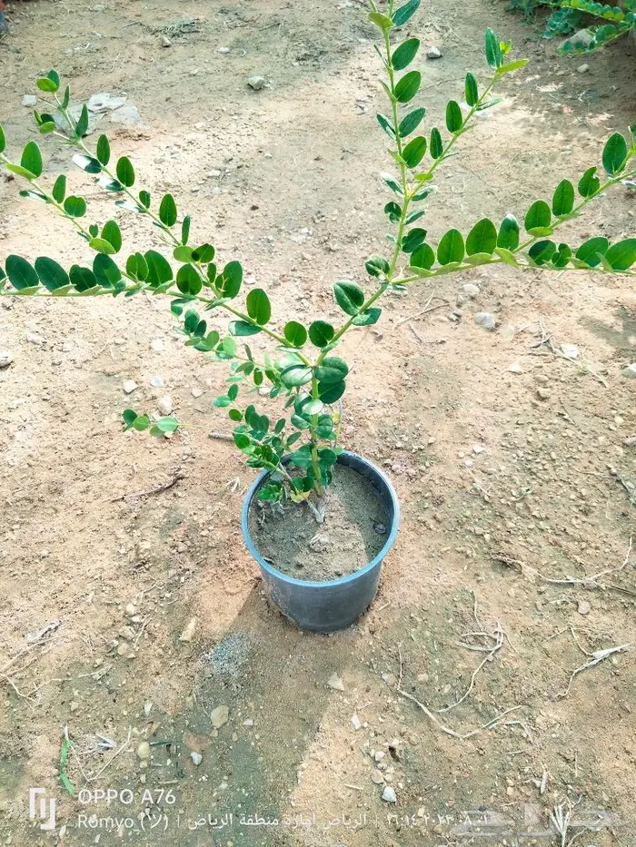نباتات الزينة 32