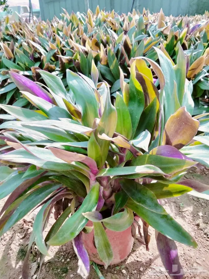 نباتات الزينة 17