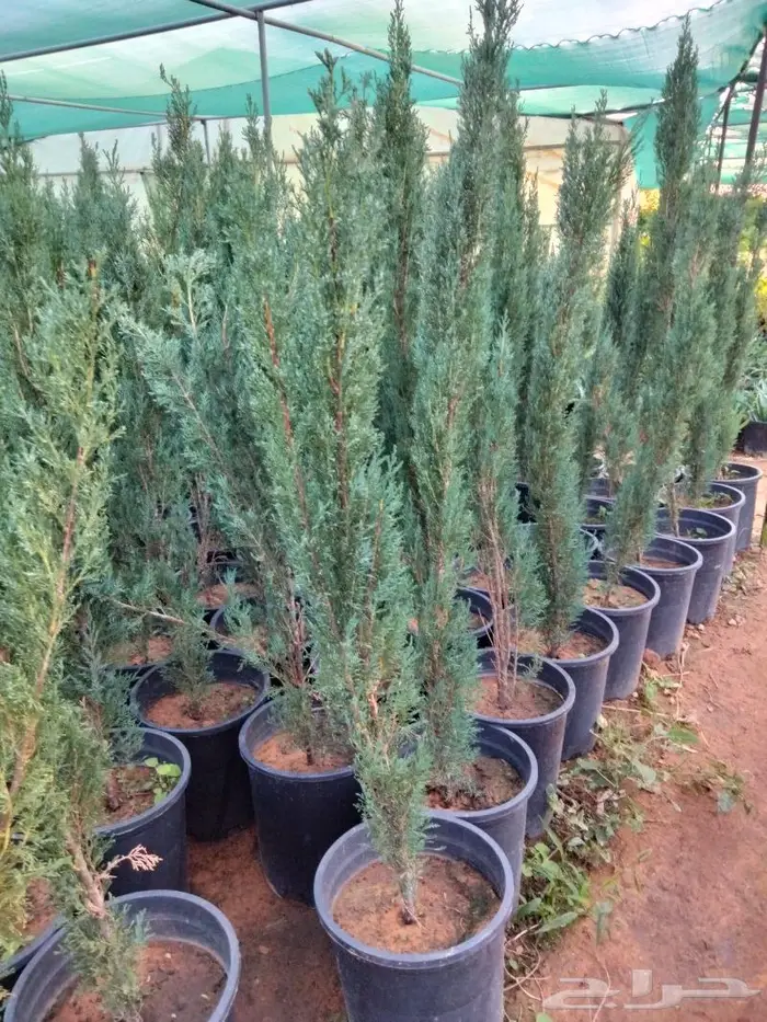 نباتات الزينة 19