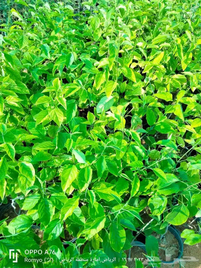 نباتات الزينة 33