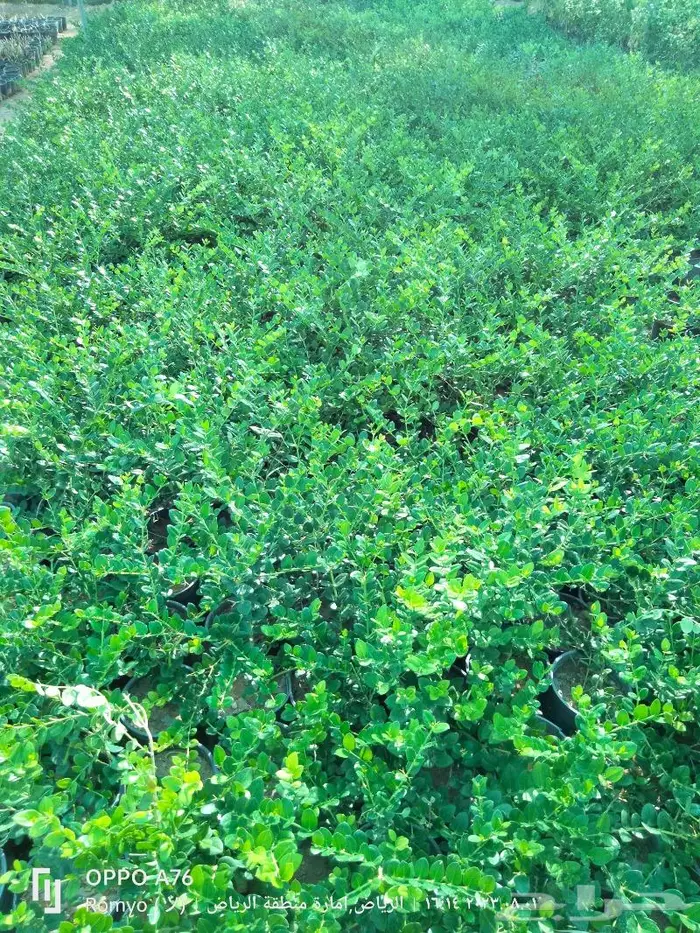 نباتات الزينة 34