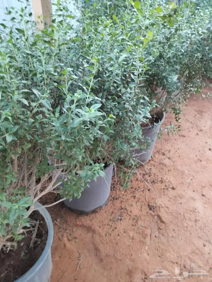 نبات الحناء 1