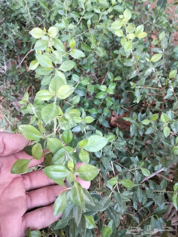 نبات الحناء 2