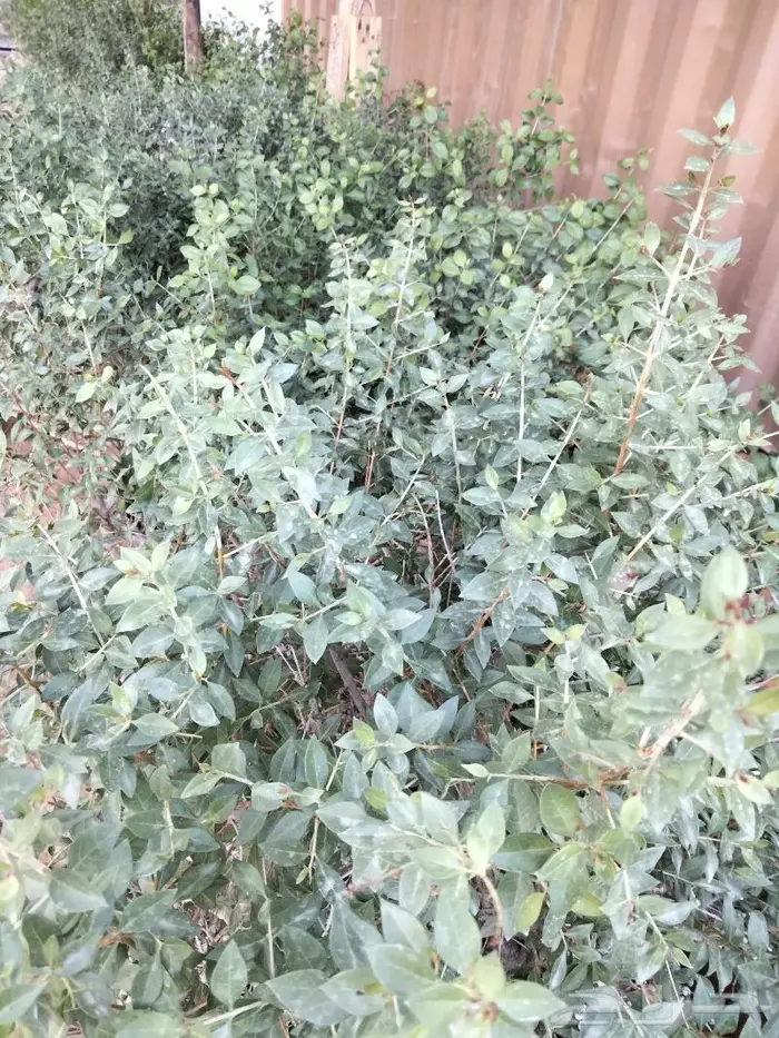 نبات الحناء 4