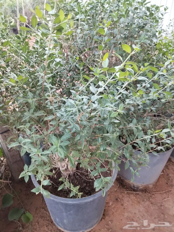 نبات الحناء 0