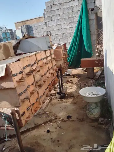 نحل للبيع 5
