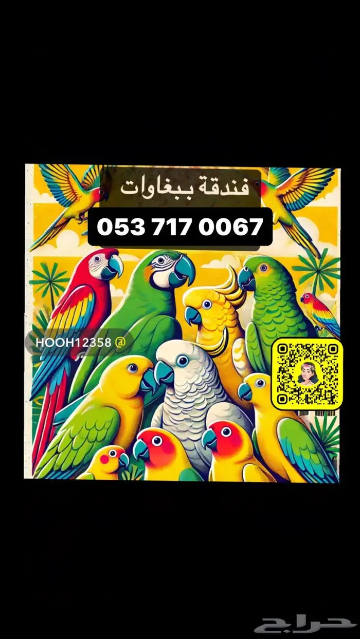 للبيع استاند ببغاوات 8