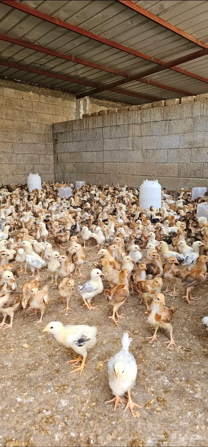صوص فرنسي وبيض مخصب فرنسي 4