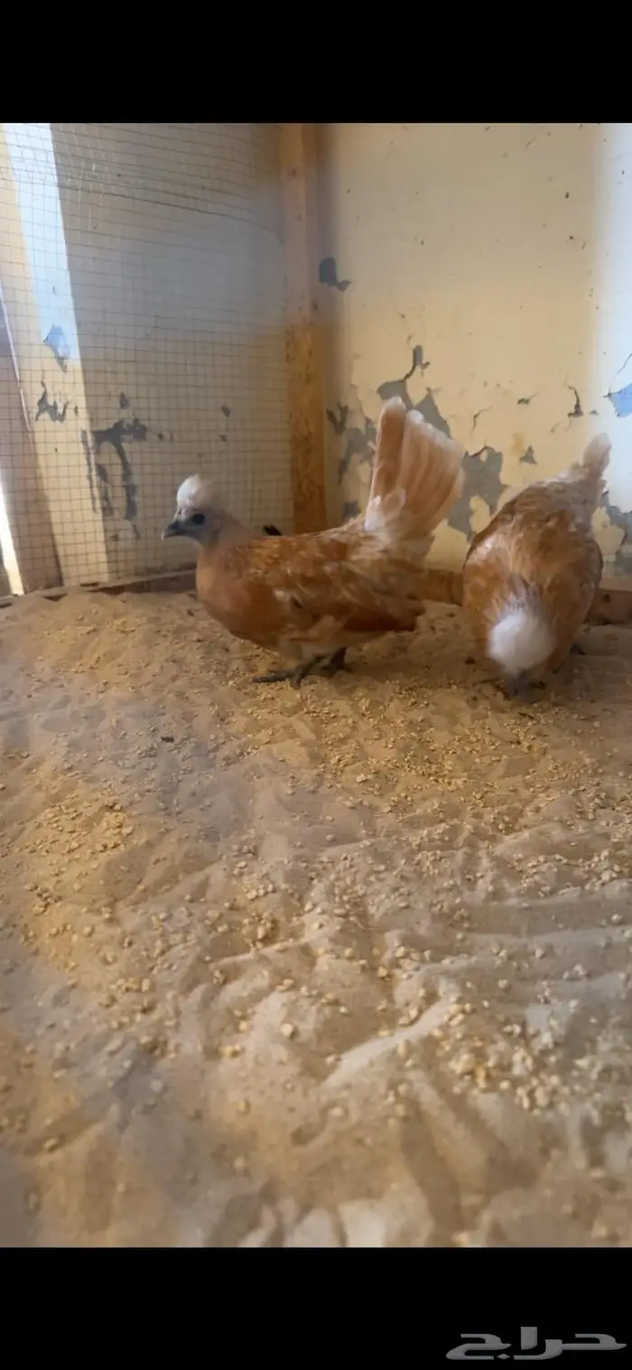 دجاج حباحب من الانتاج 11