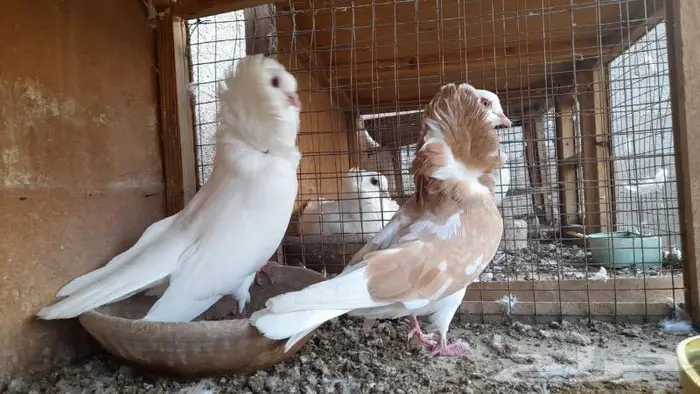 حمام بلجيكي للبيع 2