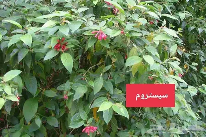 نباتات الزينة 7