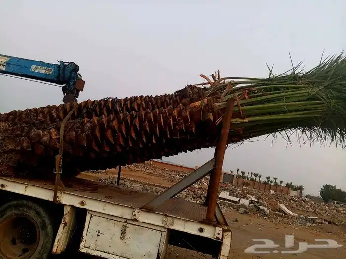 نخل للبيع جده مكه المكرمه الطايف 5