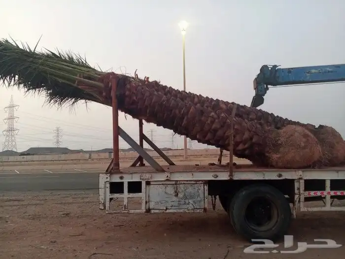 نخل للبيع جده مكه المكرمه الطايف 0