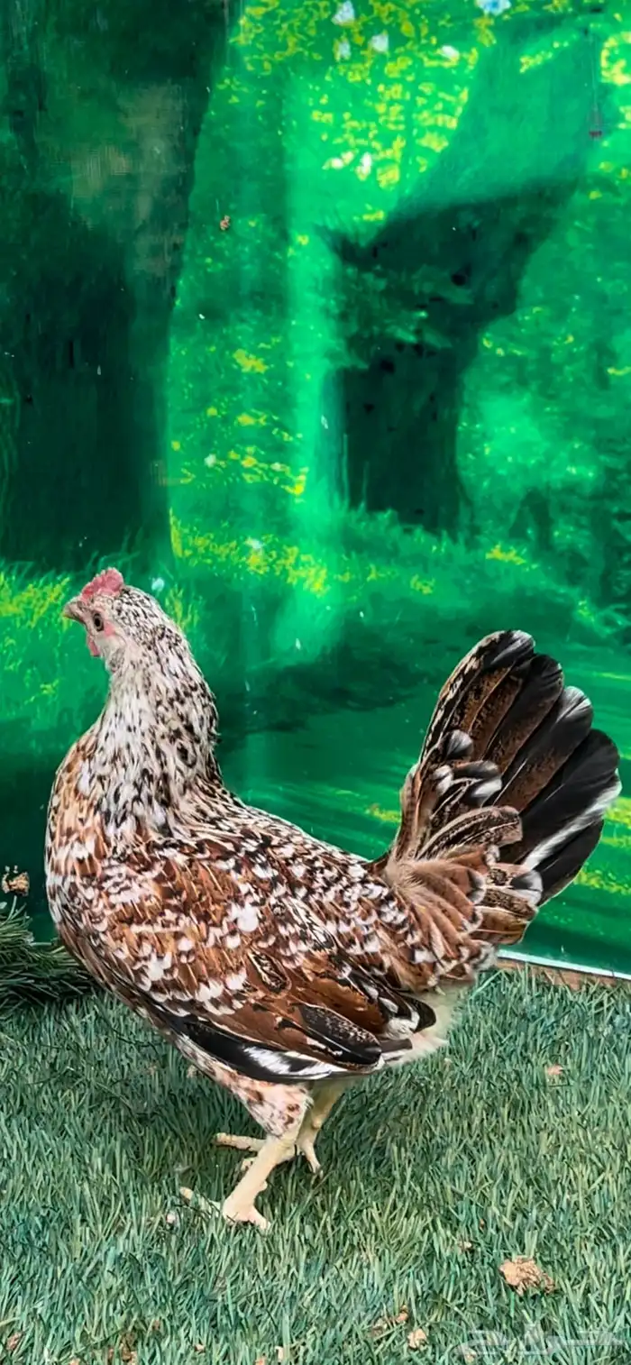 دجاج عربي ماكنتوش 69