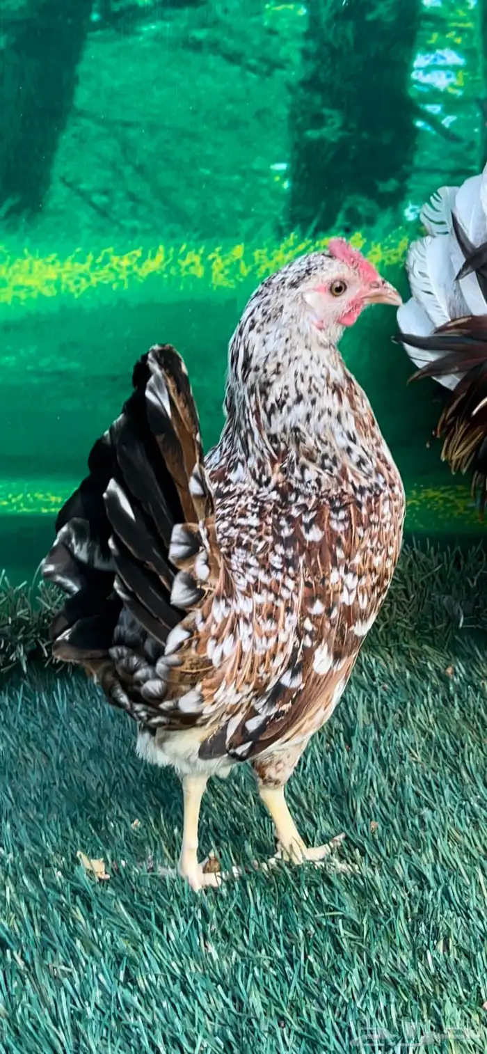 دجاج عربي ماكنتوش 41