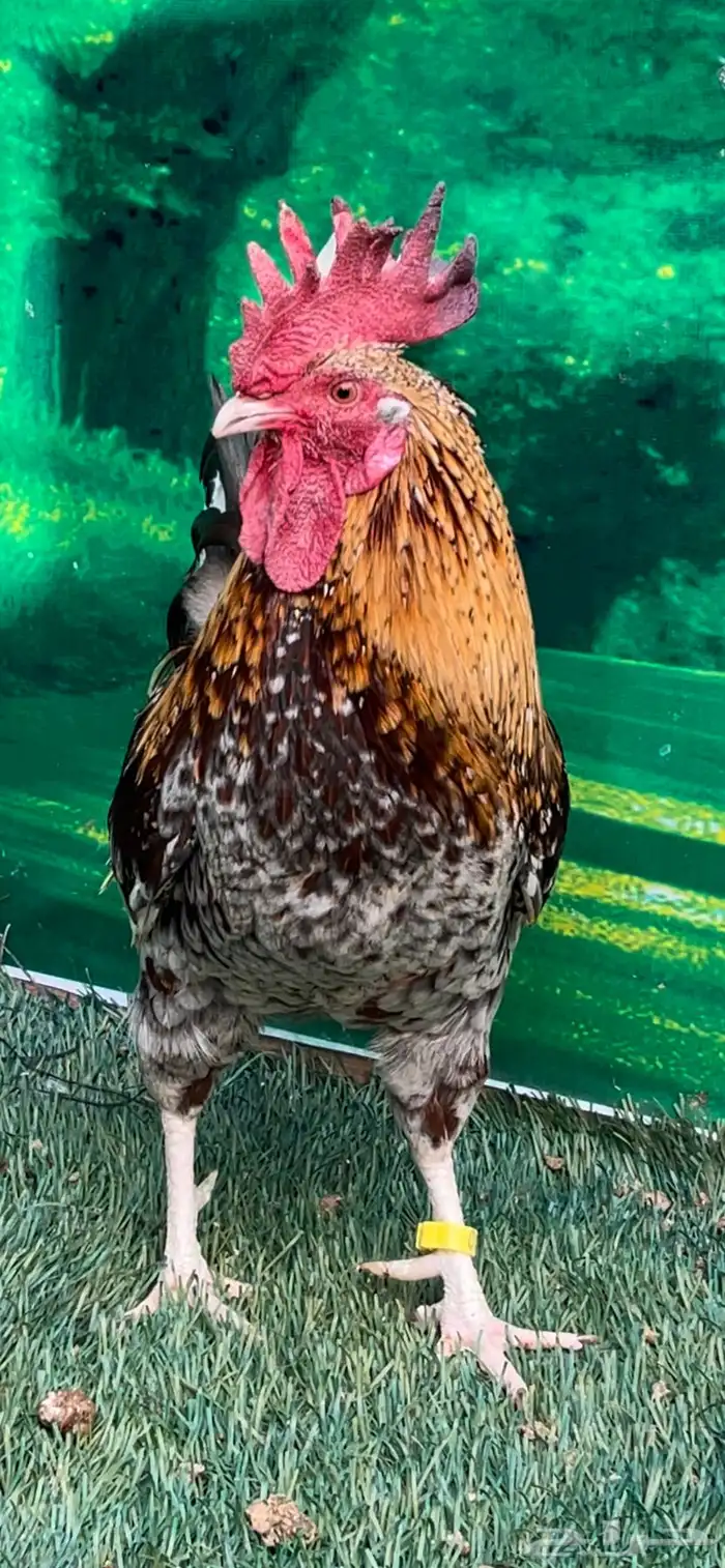 دجاج عربي ماكنتوش 46