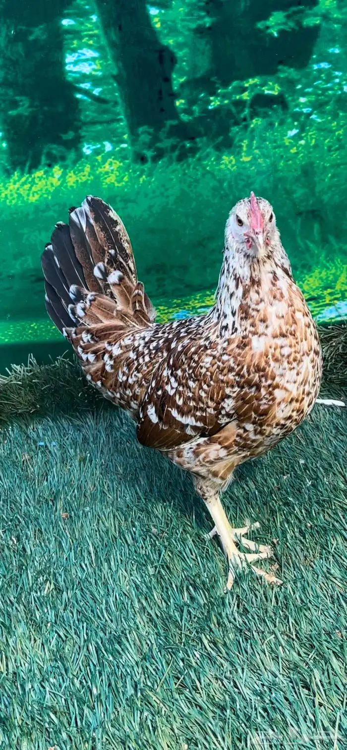 دجاج عربي ماكنتوش 35