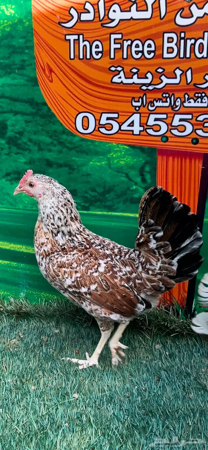 دجاج عربي ماكنتوش 48