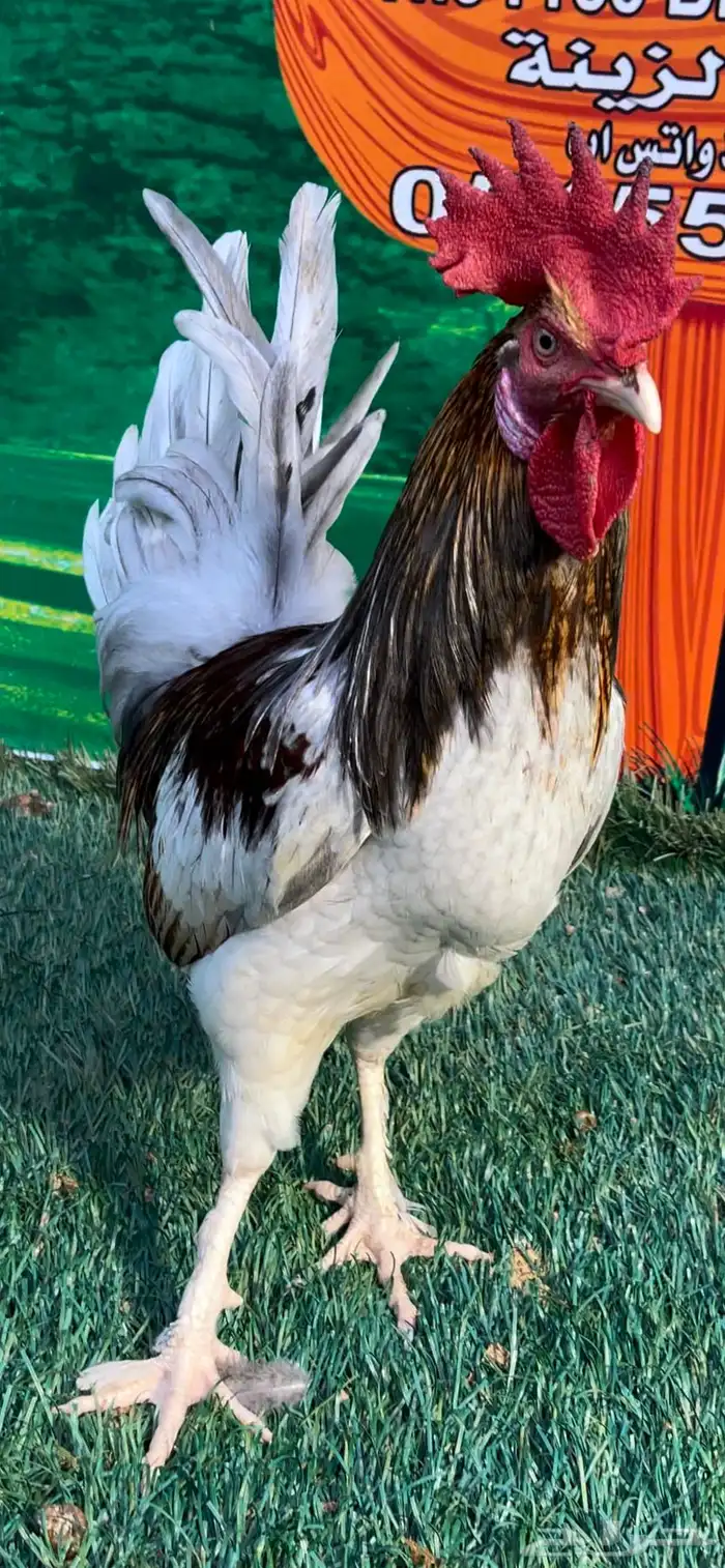 دجاج عربي ماكنتوش 89