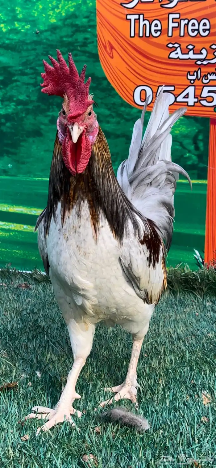 دجاج عربي ماكنتوش 78