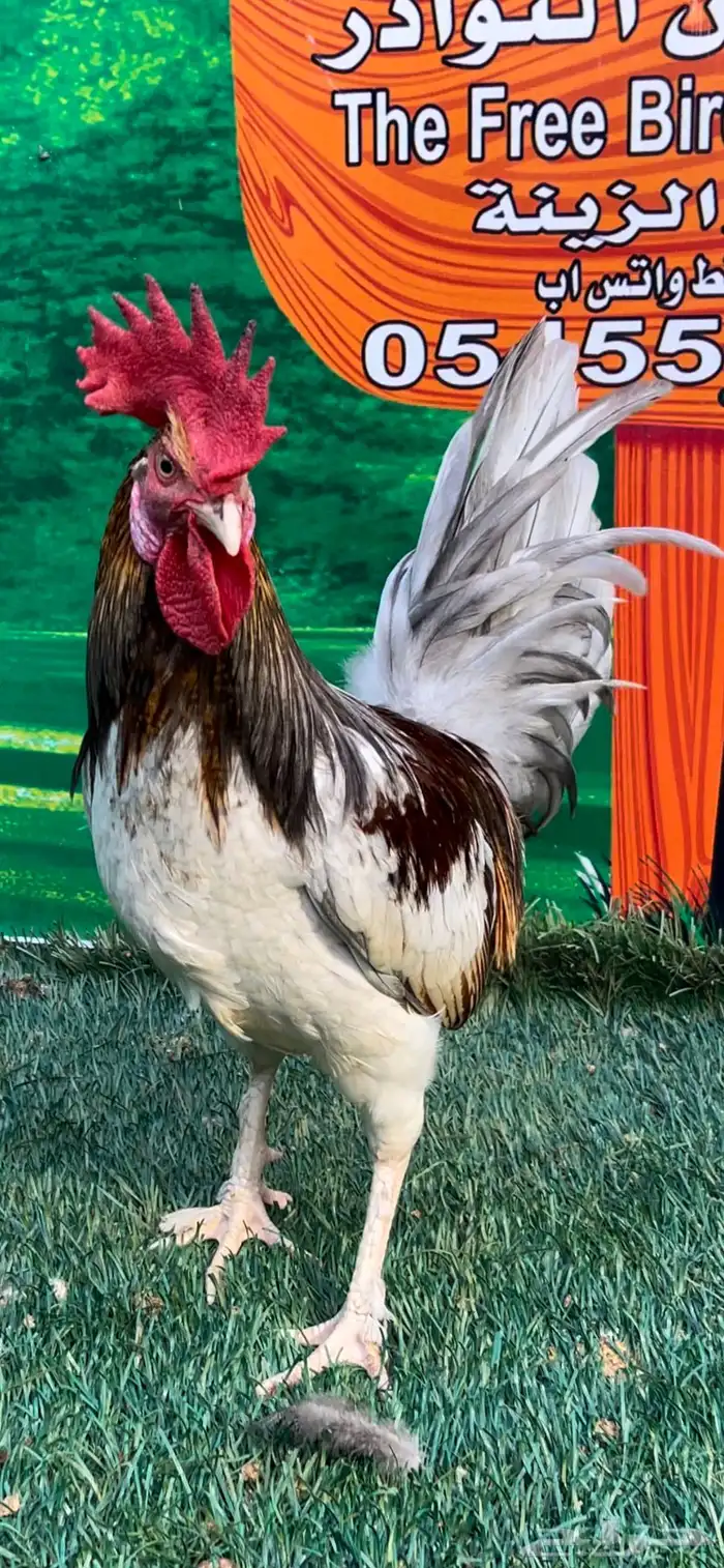 دجاج عربي ماكنتوش 79