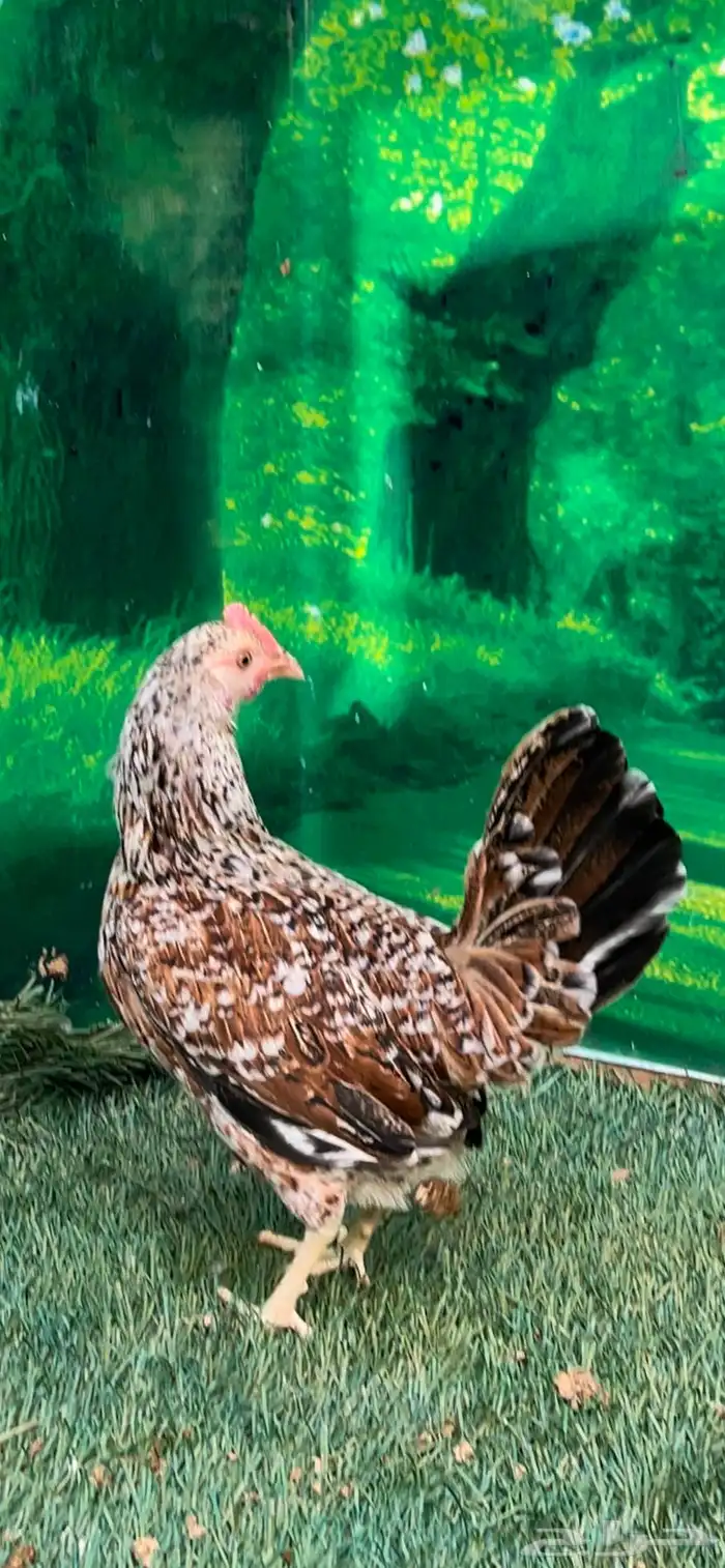 دجاج عربي ماكنتوش 70