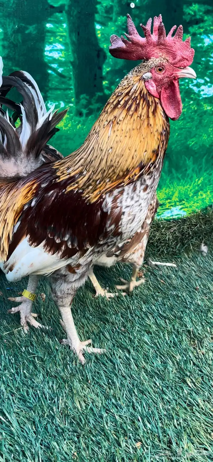 دجاج عربي ماكنتوش 45