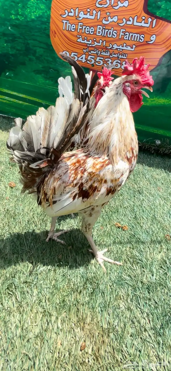 دجاج عربي ماكنتوش 16
