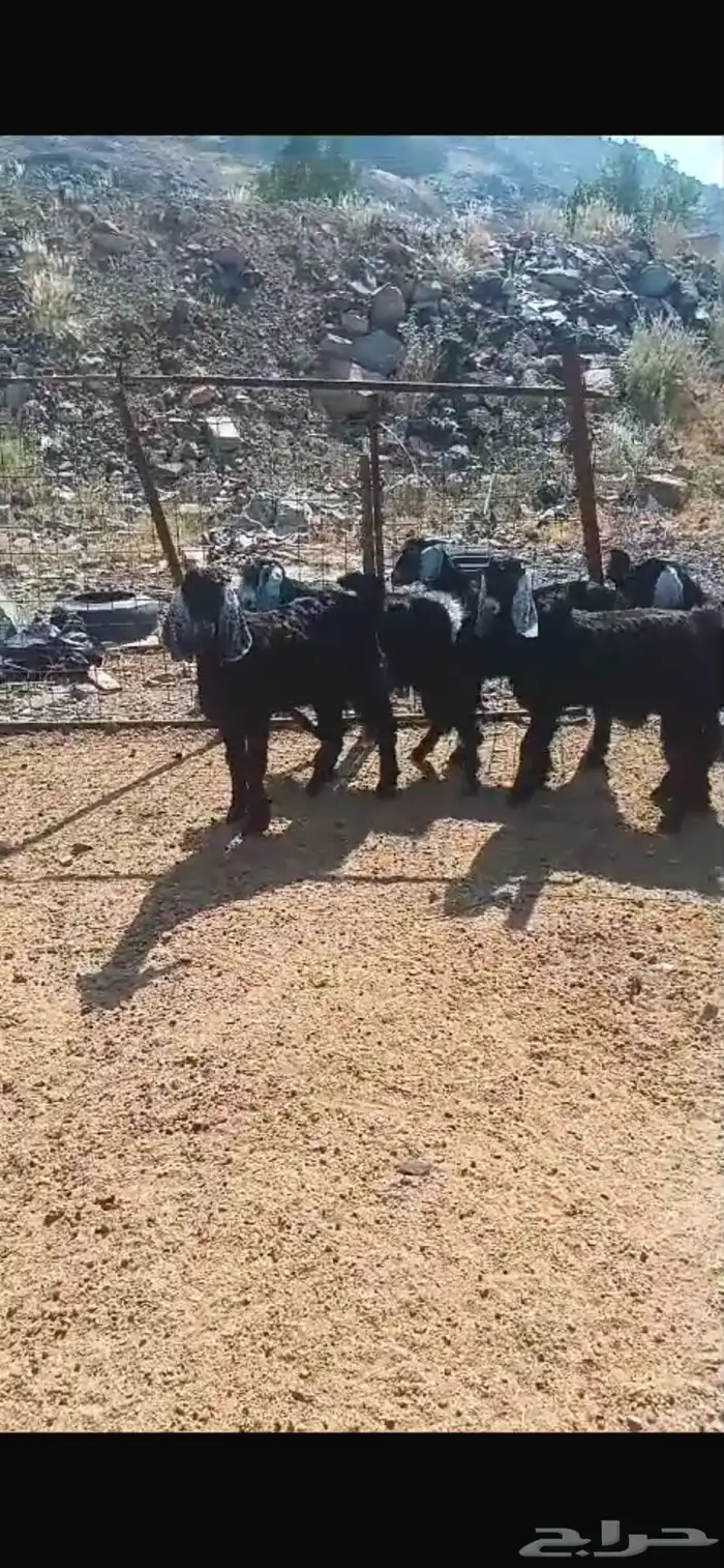 طليان حري وتيوس عوارض وبيشي 4