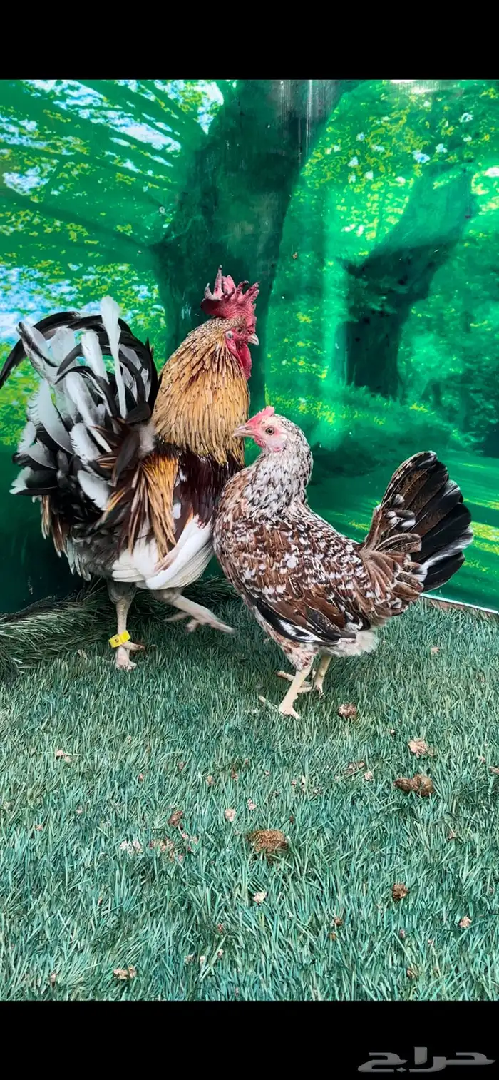 دجاج عربي ماكنتوش 54