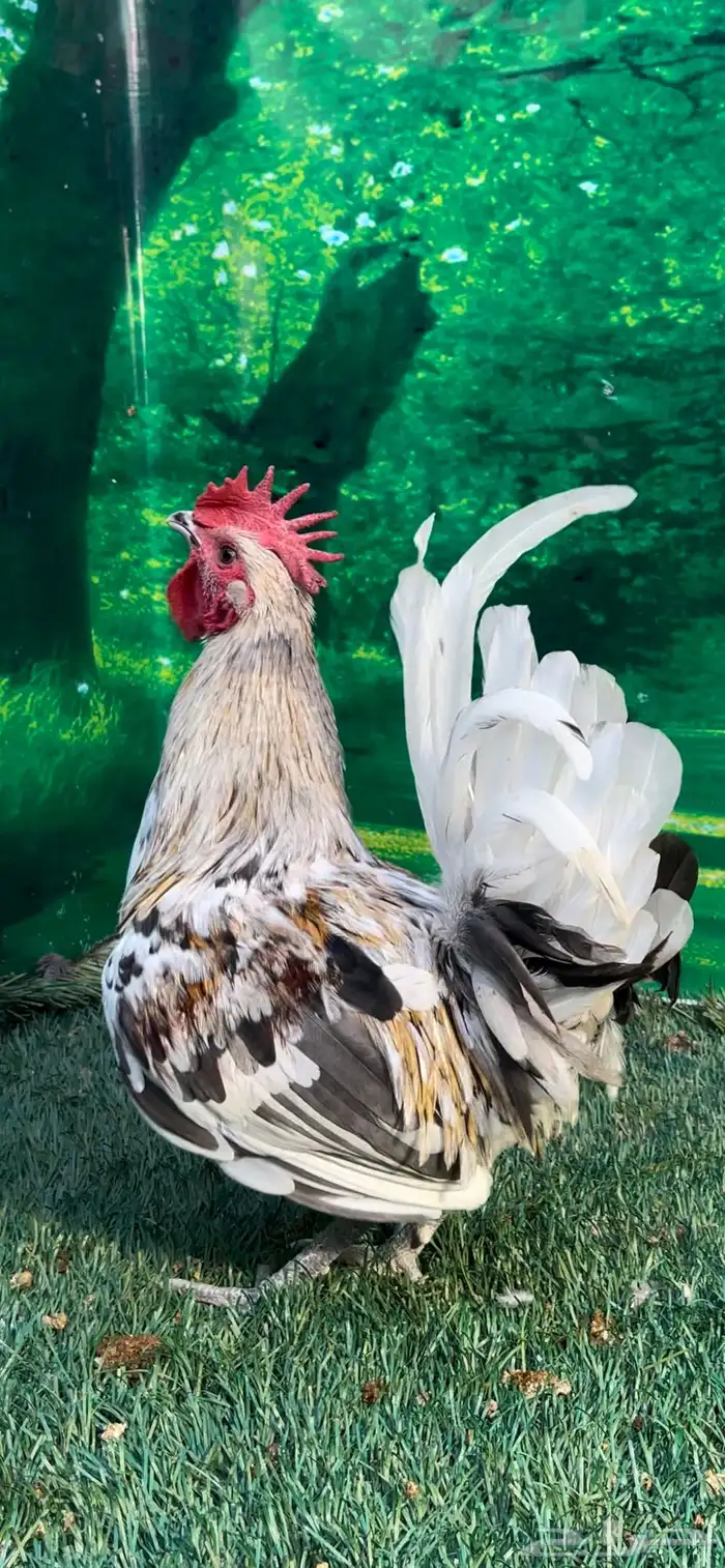 دجاج عربي ماكنتوش 33