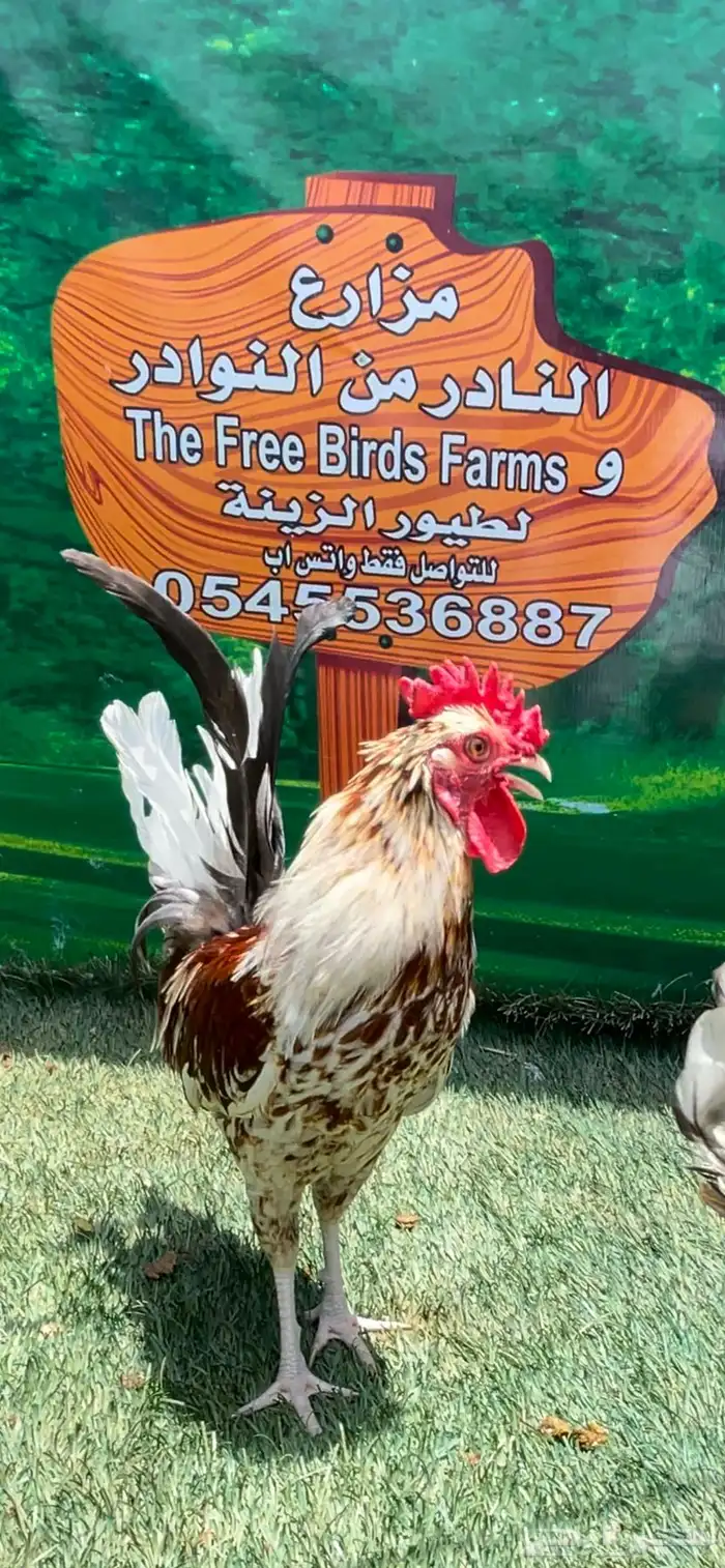 دجاج عربي ماكنتوش 17
