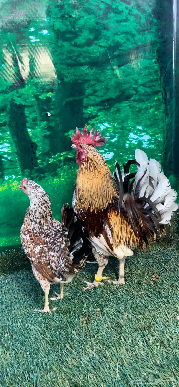 دجاج عربي ماكنتوش 37