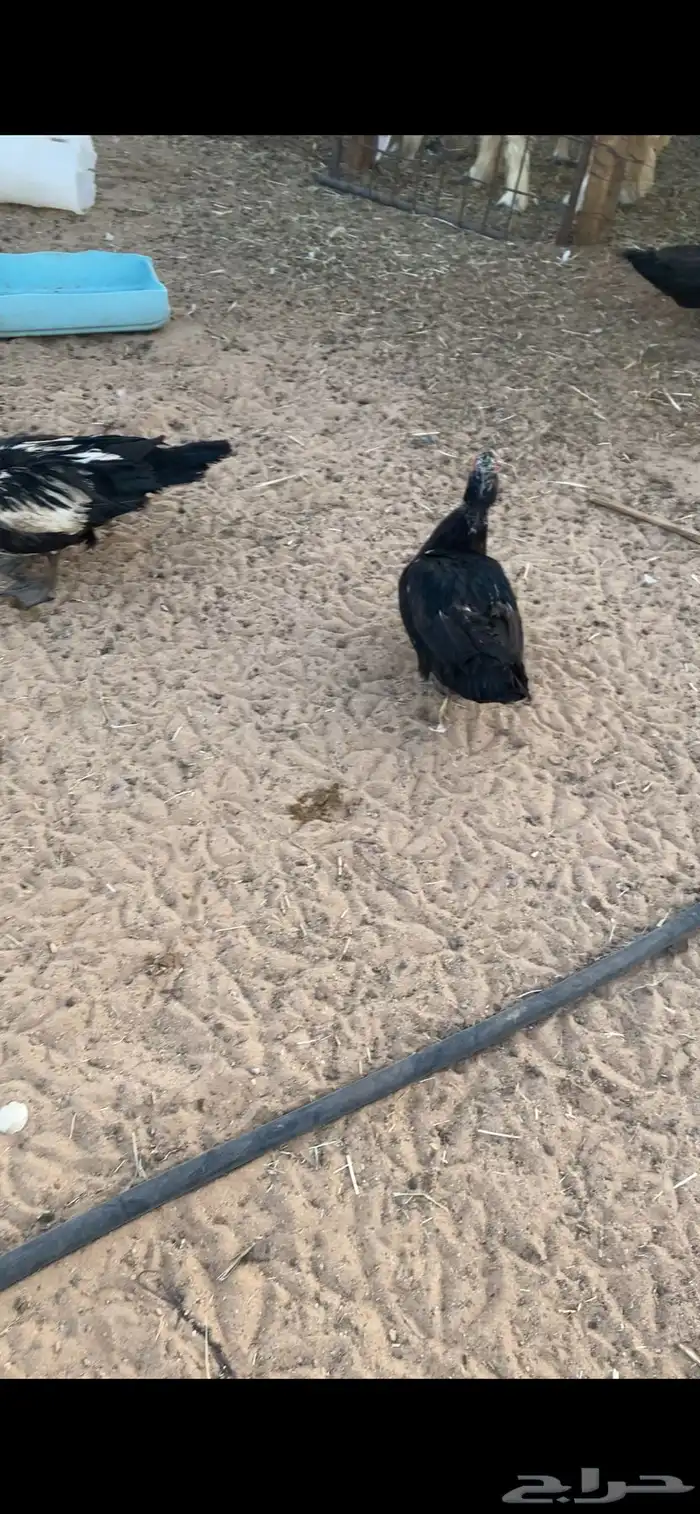 ذكور بط موسكوفي 3
