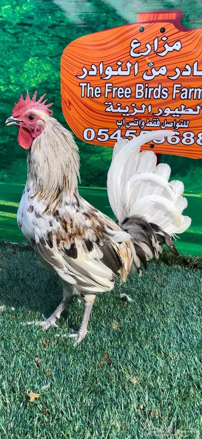 دجاج عربي ماكنتوش 24